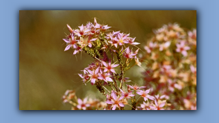 1993_NT_D05-14-04_Wuesten-Fransenmyrthe (Calytrix longiflora).jpg